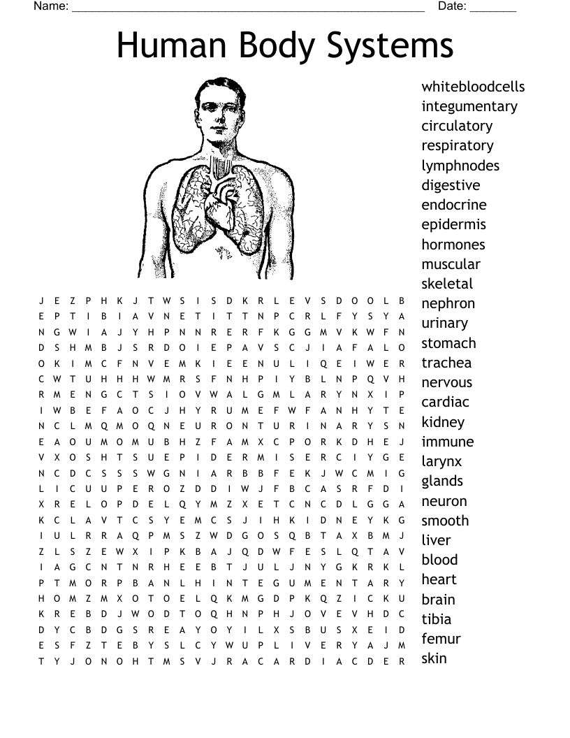 Body Systems Word Search WordMint