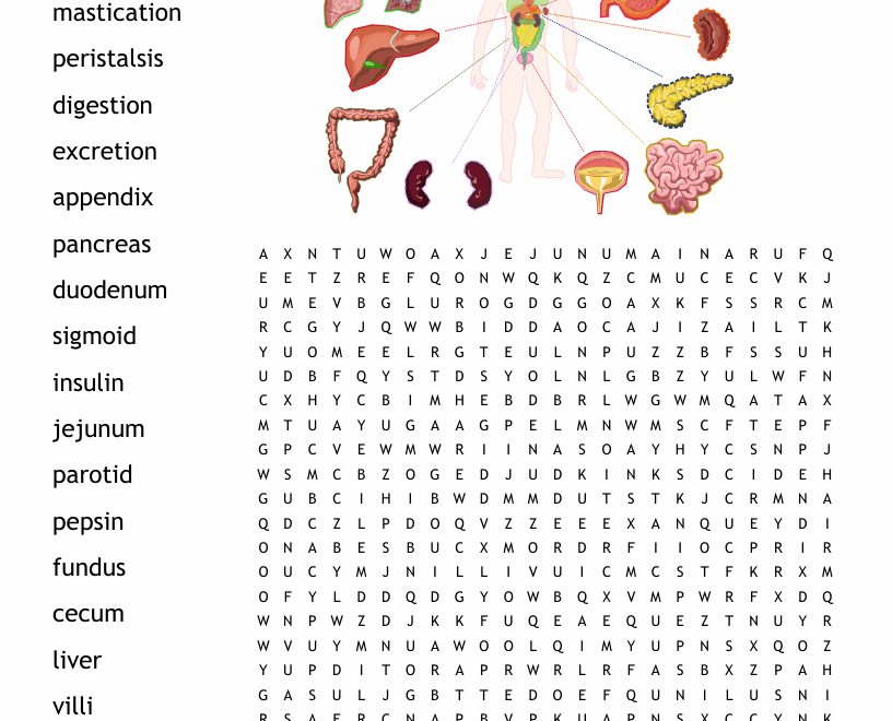 Digestive System Word Search WordMint