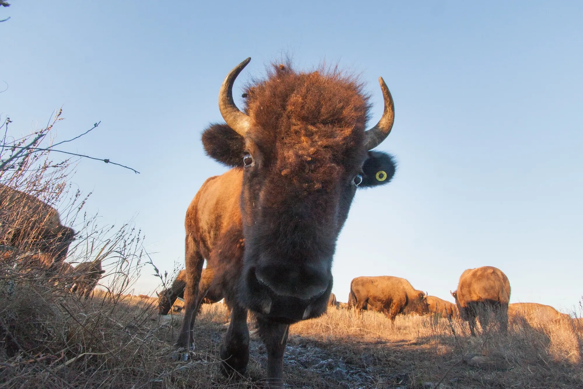 Meet The Bison North America s Most Famous Mammal