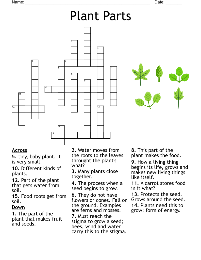 Plants And Seeds Word Search WordMint