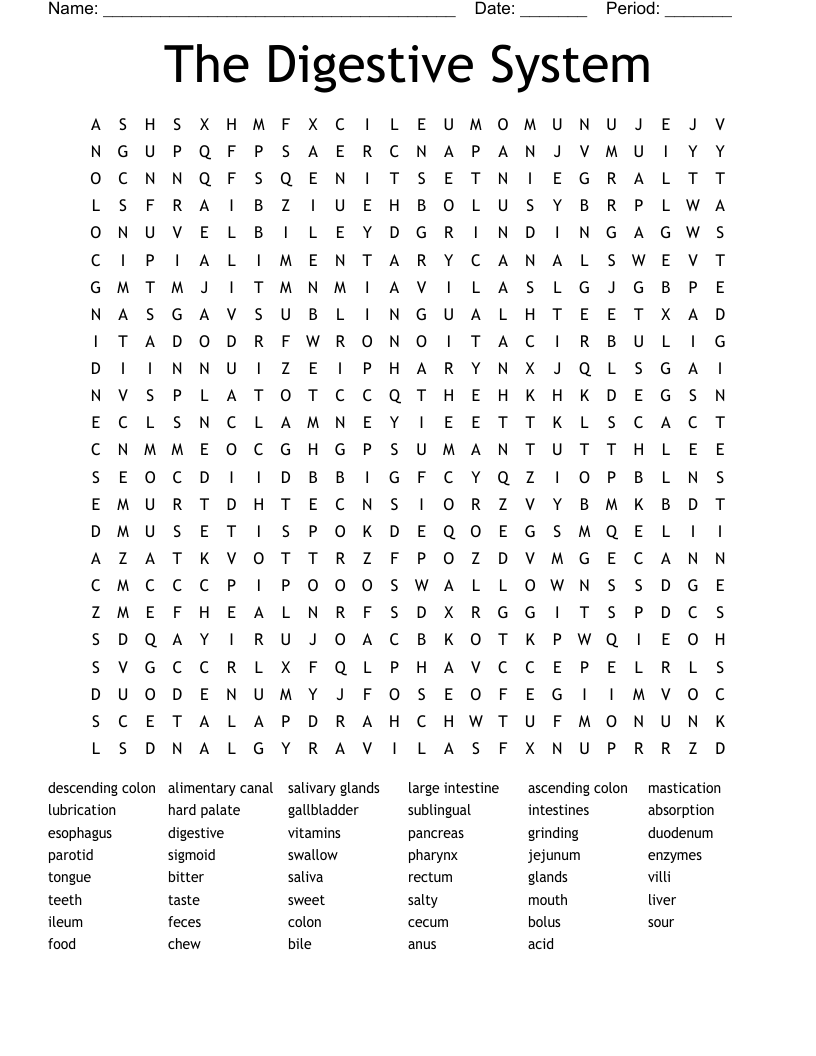 The Digestive System Word Search WordMint
