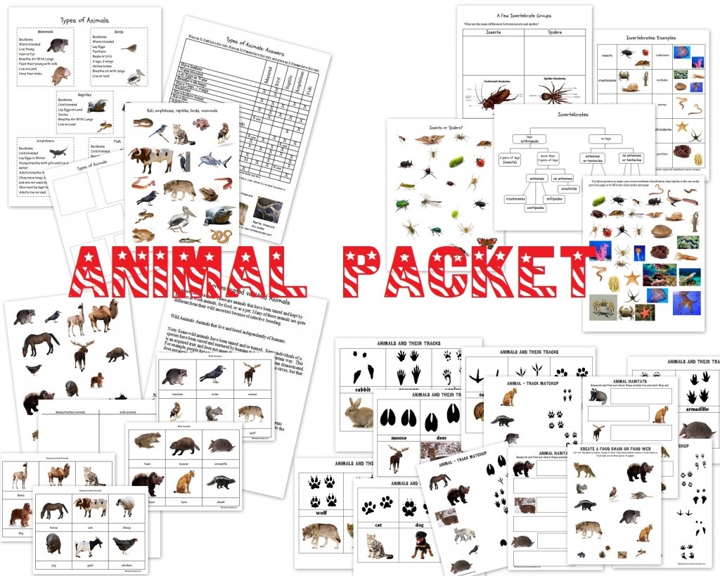 Vertebrate Invertebrate Sorting Cards Homeschool Den
