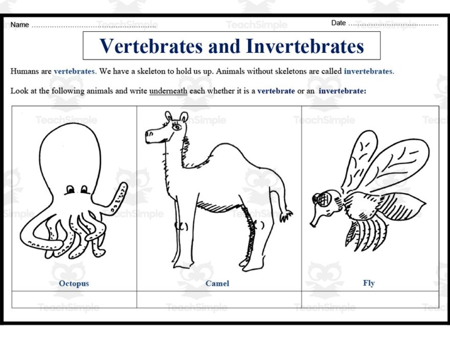 Vertebrates And Invertebrates Worksheet By Teach Simple